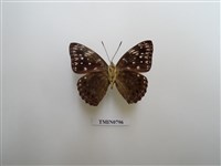 藏品(流星蛺蝶)的圖片